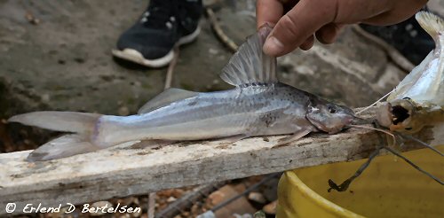 Pimelodus grosskopfii = From Rio Magdalena Colombia