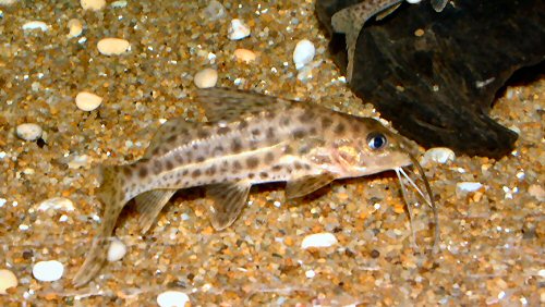 Pimelodus maculatus 