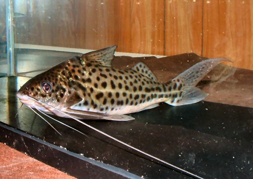 Pimelodus maculatus