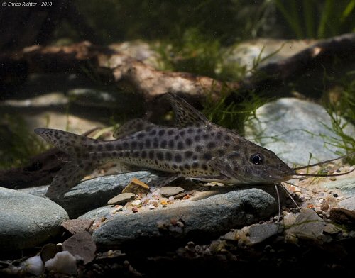 Pimelodus maculatus  = specimen from Paraguay