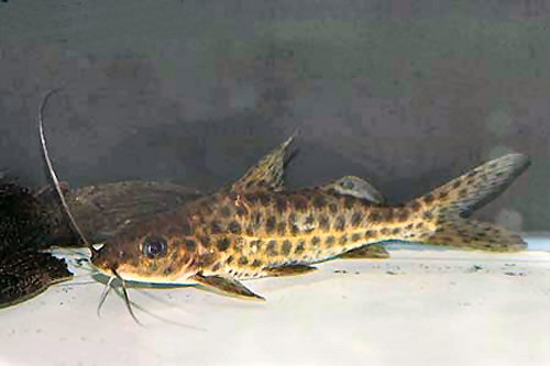 Pimelodus maculatus