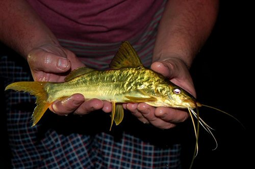 Pimelodus maculatus = Specimen from Uruguay