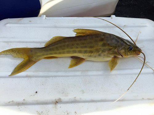 Pimelodus maculatus: Specimen caught near Carmen del Paraná, Paraguay