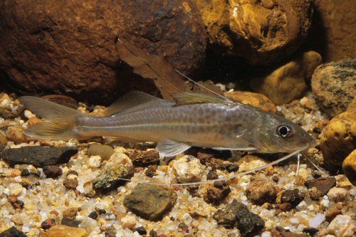 Pimelodus microstoma = Brazil, Rio Mogi-Guaçu, Pirassununga, São Paulo