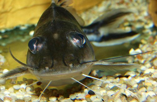 Pimelodus ornatus  = head-on view