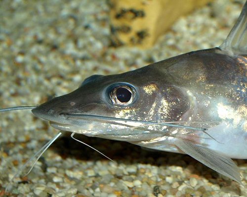 Pimelodus ornatus = Close up of head