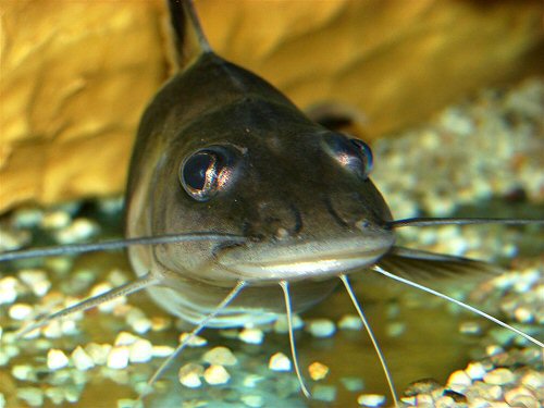 Pimelodus ornatus = head on view