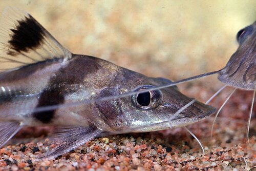 Pimelodus ornatus  = close up of head