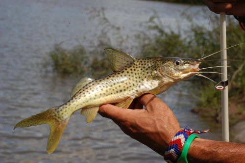 Pimelodus pintado 