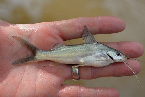 Pimelodus sp. "Rio Guarino"