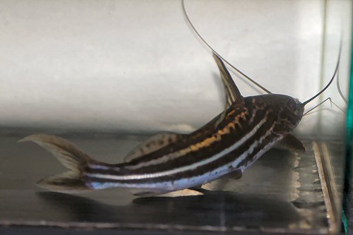 Pimelodus tetramerus