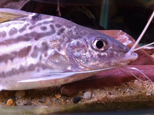 Pimelodus tetramerus = head view