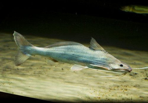 Pinirampus pirinampu = Sub Adult 60cm