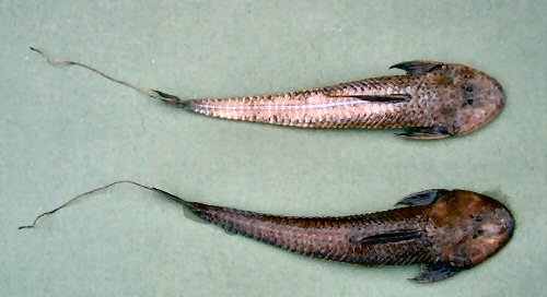 Planiloricaria cryptodon