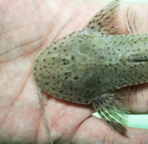 Planiloricaria cryptodon = dorsal head view