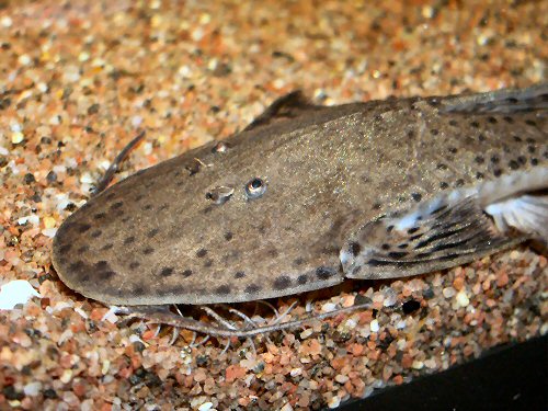 Planiloricaria cryptodon  = head view