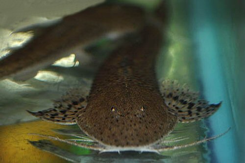 Planiloricaria cryptodon  = head view