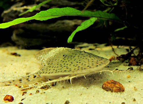 Planiloricaria cryptodon = head view