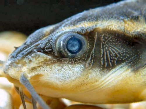 Platydoras armatulus  = Head View