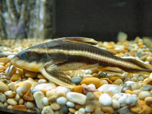 Platydoras armatulus