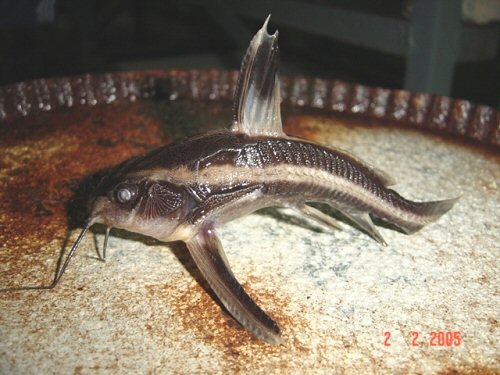 Platydoras armatulus