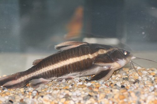 Platydoras armatulus