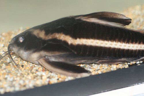 Platydoras armatulus