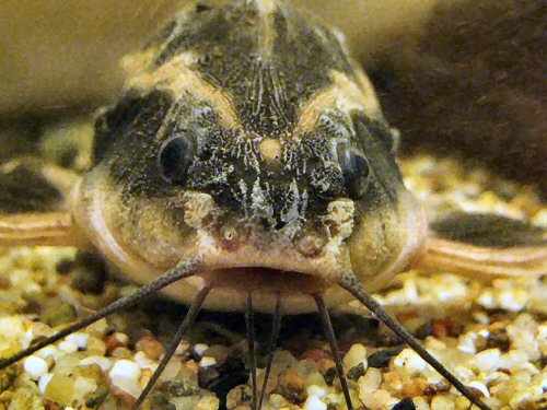 Platydoras armatulus = head view