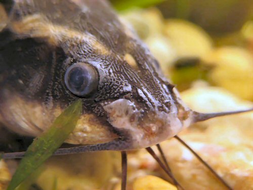 Platydoras armatulus = view of eye