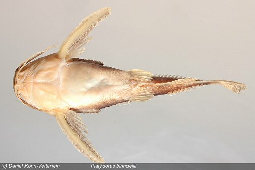 Platydoras birindellii = ventral view