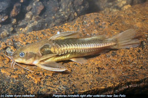 Platydoras birindellii  = right after collection near Sao Felix