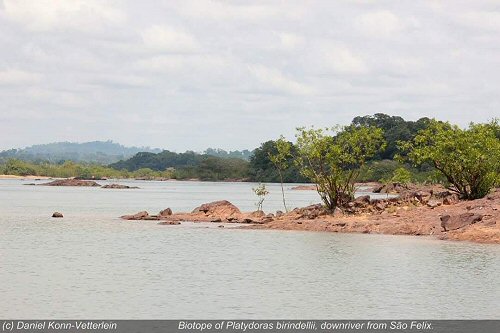 Platydoras birindellii = biotope downriver from Sao Felix