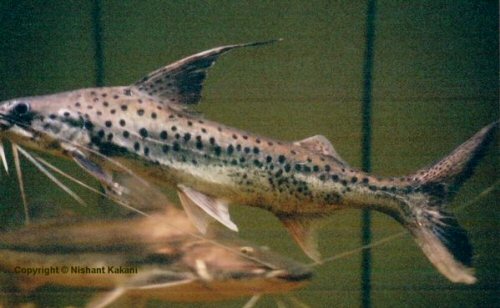 Platynematichthys notatus