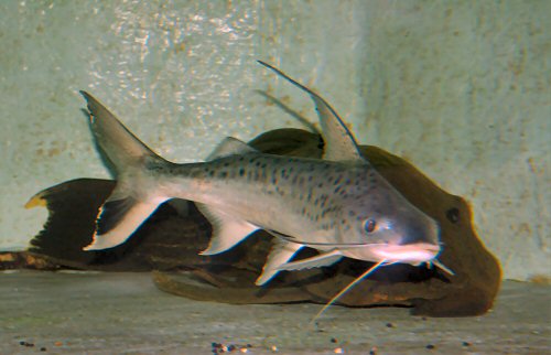 Platynematichthys notatus