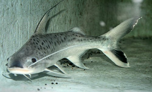 Platynematichthys notatus 