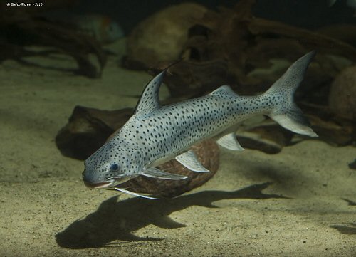 Platynematichthys notatus 