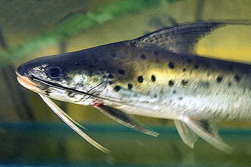 Platynematichthys notatus = head view