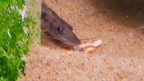 Platysilurus mucosus: feeding on prawns