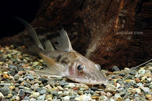 Platysilurus mucosus 