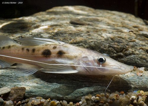 Platysilurus mucosus = Head view