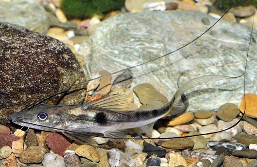 Platysilurus mucosus