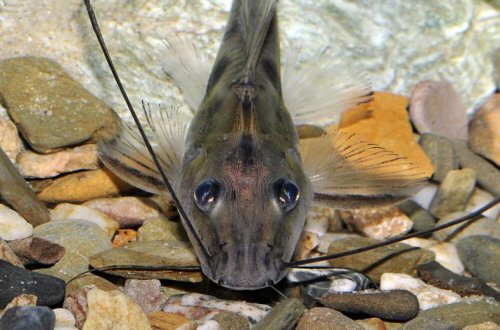 Platysilurus mucosus = head view