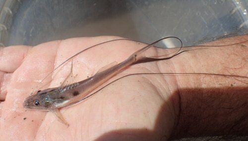 Platysilurus mucosus = Main river of the Madre De Dios - juvenile