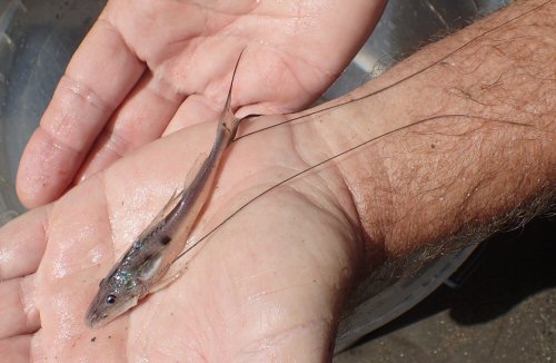 Platysilurus mucosus = Main river of the Madre De Dios - juvenile