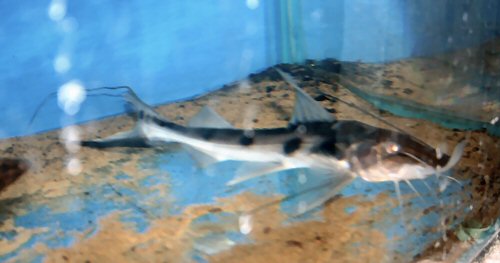 Platystomatichthys sturio