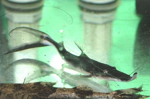 Platystomatichthys sturio