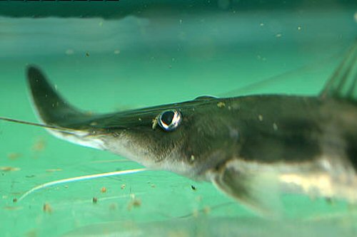 Platystomatichthys sturio  = Head view of damaged snout