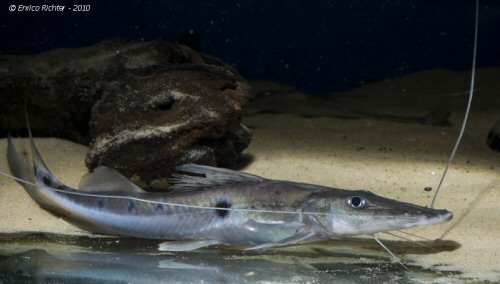 Platystomatichthys sturio = Cropped snout