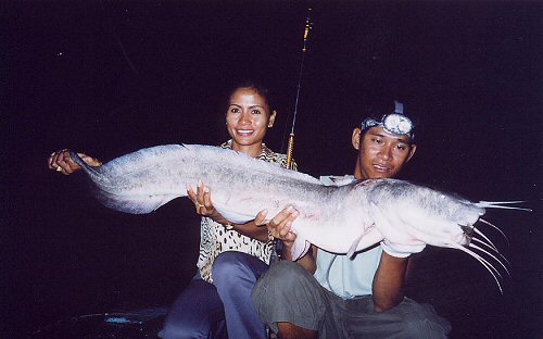 Plotosus canius = 8.50kg; Current IFGA World Record 