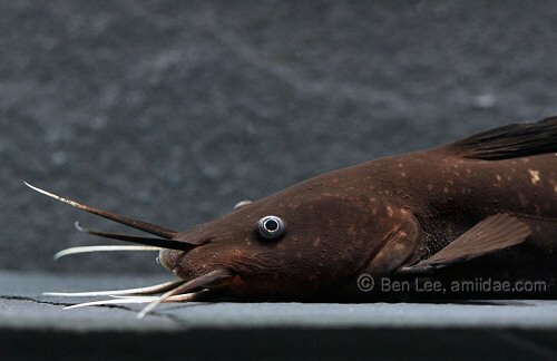 Plotosus papuensis = head view